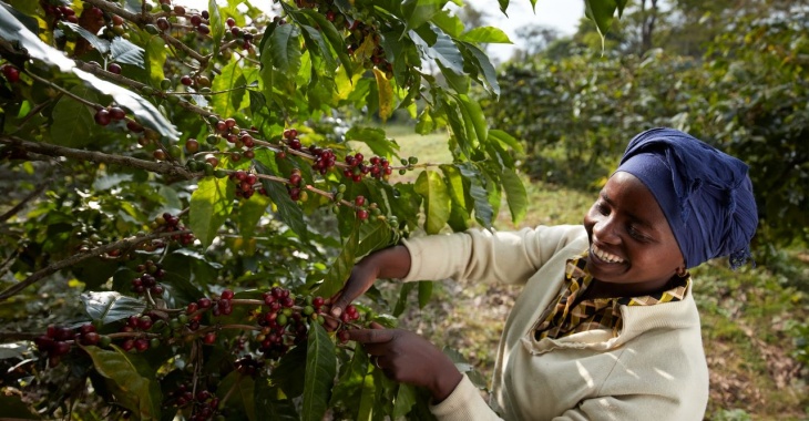Tchibo podsumowuje pierwszy rok działania Tchibo Coffee Program. Producent kontynuuje realizację ambitnego celu Tchibo podsumowuje pierwszy rok działania Tchibo Coffee Program. Producent kontynuuje realizację ambitnego celu