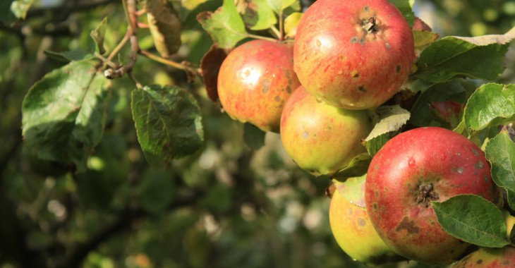 Wytłoki z jabłek – źródło błonnika