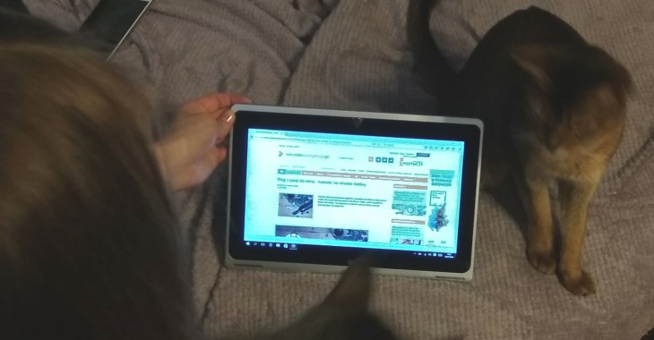 KierunekSPOŻYWCZY.pl i koty KierunekSPOŻYWCZY.pl i koty