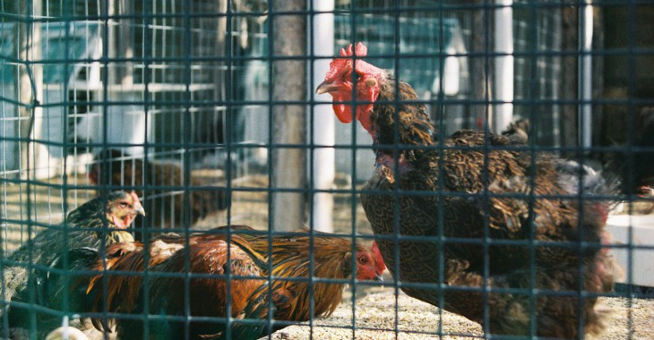 Fermy Drobiu Woźniak - technologia na najwyższym poziomie. Najlepiej wyposażony producent jaj w Europie Fermy Drobiu Woźniak - technologia na najwyższym poziomie. Najlepiej wyposażony producent jaj w Europie