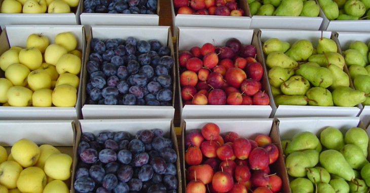 Tegoroczne zbiory owoców będą znacznie niższe. Konsumenci odczują podwyżki