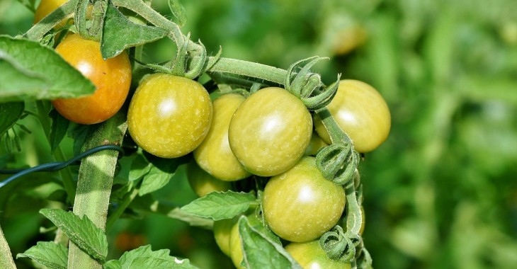 Eksport meksykańskich pomidorów do USA jest zagrożony