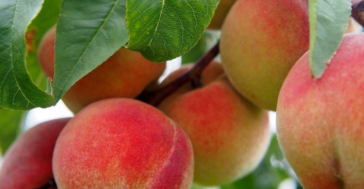 Produkcja brzoskwiń w Argentynie będzie niższa o 10% Produkcja brzoskwiń w Argentynie będzie niższa o 10%