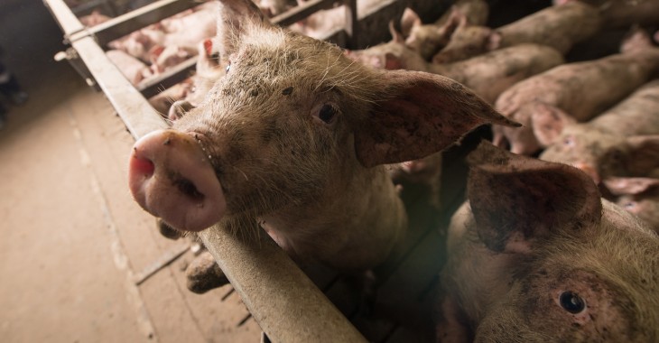 Afera mięsna: jak zwiększyć bezpieczeństwo transportu zwierząt i zapobiec surowym karom?