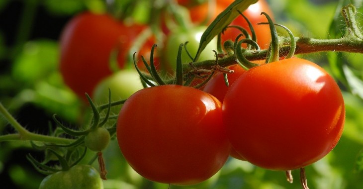 Produkcja pomidorów szklarniowych w Rosji osiągnęła 380 tys. ton