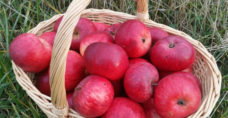 Czy starczy jabłek z ekoprodukcji do następnych zbiorów?