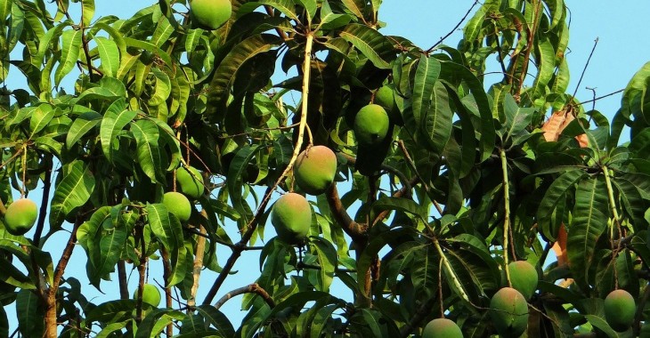 Europa ustanawia bardziej rygorystyczne wymogi fitosanitarne dla importowanych mango