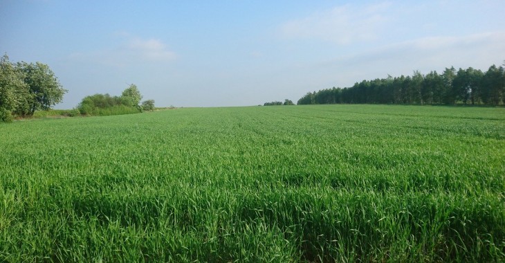 Susza rolnicza wśród truskawek i zbóż Susza rolnicza wśród truskawek i zbóż