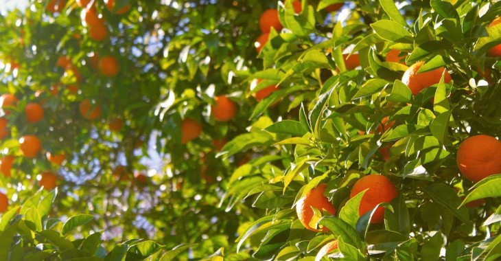 Zmiana klimatu największym wyzwaniem dla hiszpańskiego sektora owoców cytrusowych