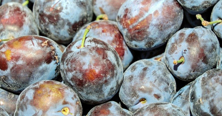 Pierwsze polskie śliwki sezonu droższe niż w ubiegłym roku Pierwsze polskie śliwki sezonu droższe niż w ubiegłym roku