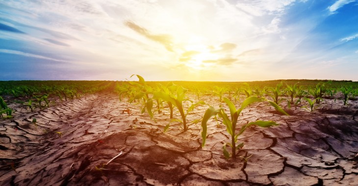 Susza rolnicza w 15 województwach i we wszystkich uprawach. Ocieplenie klimatu to problem nie tylko dla rolników Susza rolnicza w 15 województwach i we wszystkich uprawach. Ocieplenie klimatu to problem nie tylko dla rolników