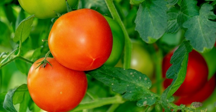 80% hiszpańskich pomidorów jest przeznaczone na eksport