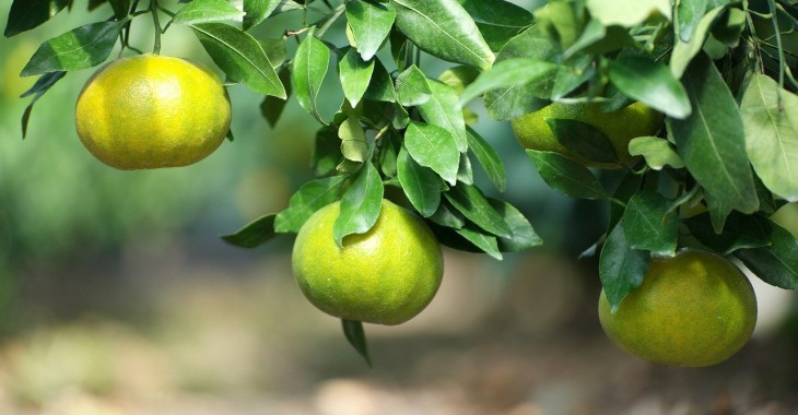 Produkcja cytrusów w Hiszpanii spadnie o 17% Produkcja cytrusów w Hiszpanii spadnie o 17%