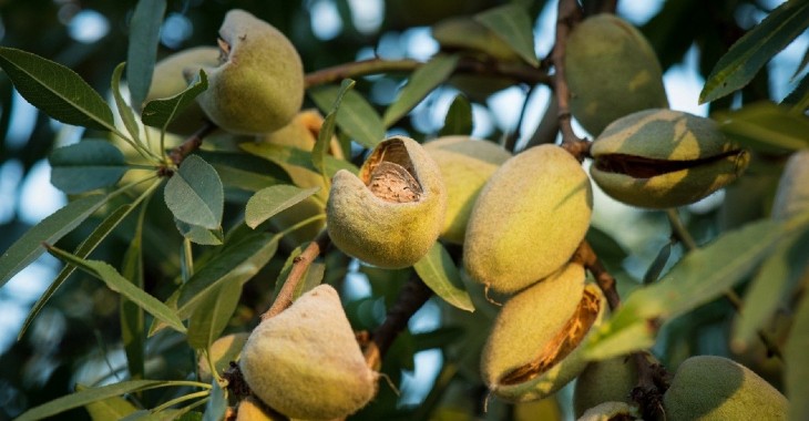 Hiszpania: Xylella fastidiosa niszczy migdały Hiszpania: Xylella fastidiosa niszczy migdały