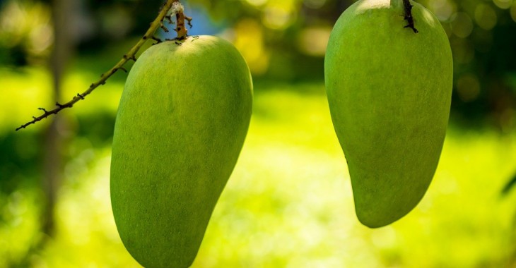 Hiszpańscy naukowcy chcą uzyskać mango bez pestki Hiszpańscy naukowcy chcą uzyskać mango bez pestki