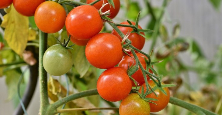 Wzrost importu pomidorów na Ukrainie o 22%