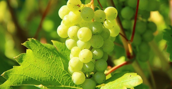 Turcja eksportuje winogrona stołowe do Rosji