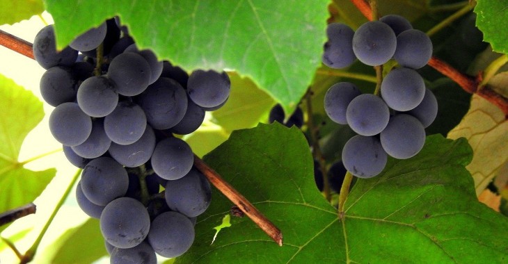 Mołdawia może pobić rekord eksportu winogron