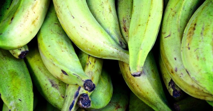 Nowe rozporządzenie UE zagraża dominikańskiemu eksportowi bananów ekologicznych Nowe rozporządzenie UE zagraża dominikańskiemu eksportowi bananów ekologicznych