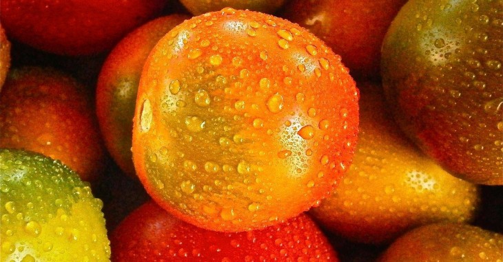 Francuskie pomidory, papryka i papryka chili zagrożone niebezpiecznym wirusem Francuskie pomidory, papryka i papryka chili zagrożone niebezpiecznym wirusem