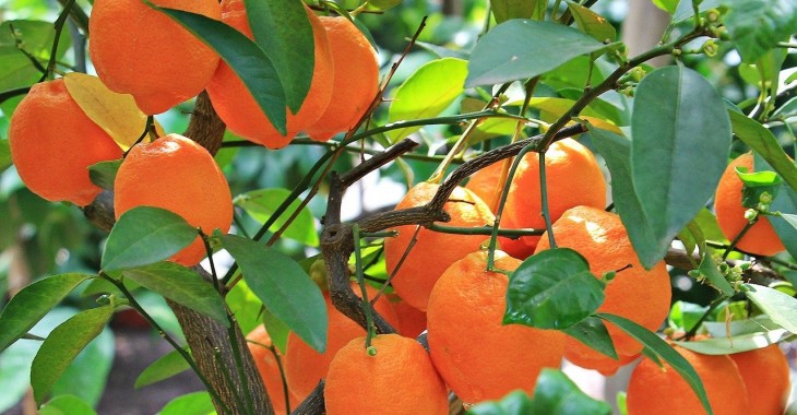 Globalna sprzedaż pomarańczy