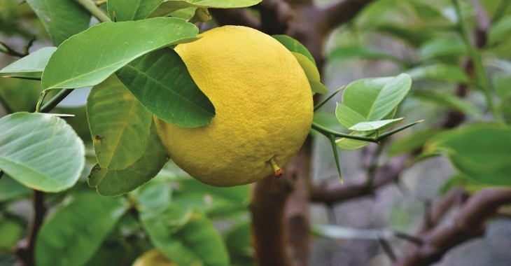 Wyższa produkcja grejpfrutów Wyższa produkcja grejpfrutów