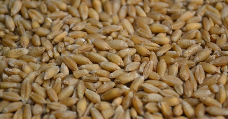 Cena pszenżyta wyższa o 5% Cena pszenżyta wyższa o 5%