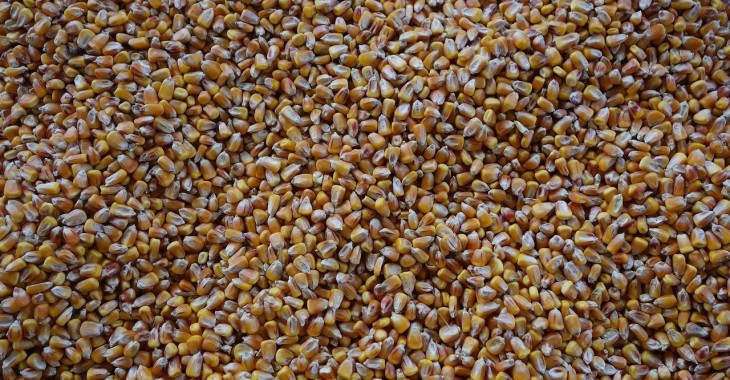 Minimalna zwyżka prognoz światowej produkcji kukurydzy