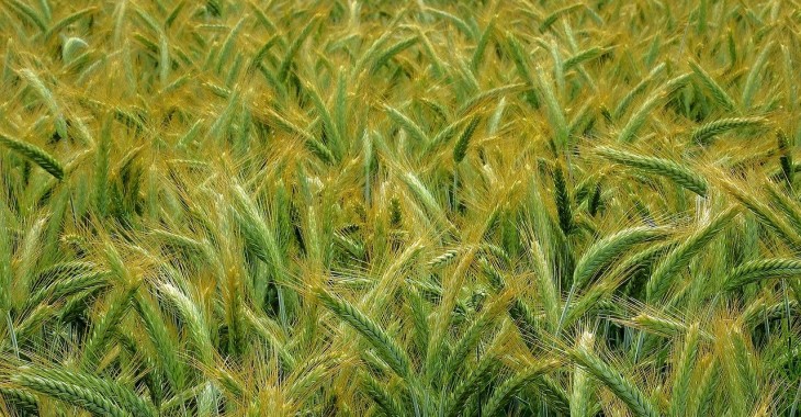 Jęczmień konsumpcyjny drożeje o 5,1% Jęczmień konsumpcyjny drożeje o 5,1%