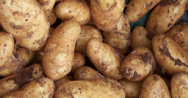 Holandia dostarczy ziemniaki na Ukrainę