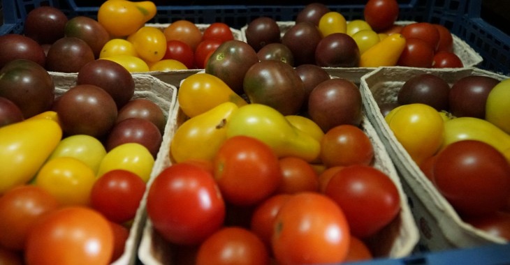 UE może zmniejszyć eksport pomidorów o 7%