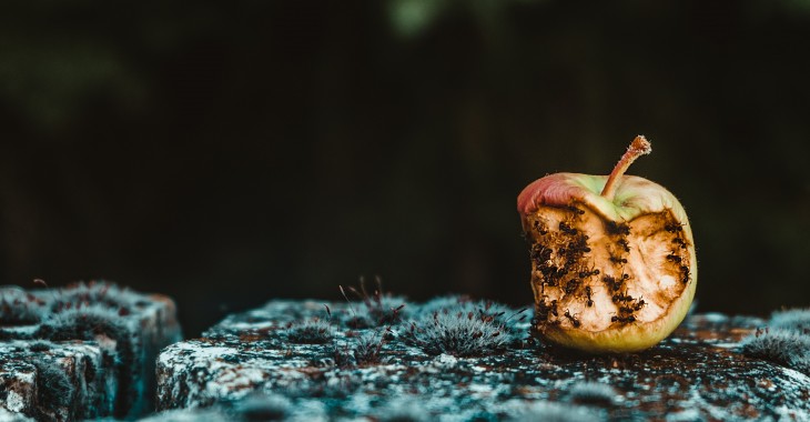 Straty i marnotrawstwo w sektorze spożywczym. Nawet jedna trzecia żywności trafia do kosza Straty i marnotrawstwo w sektorze spożywczym. Nawet jedna trzecia żywności trafia do kosza
