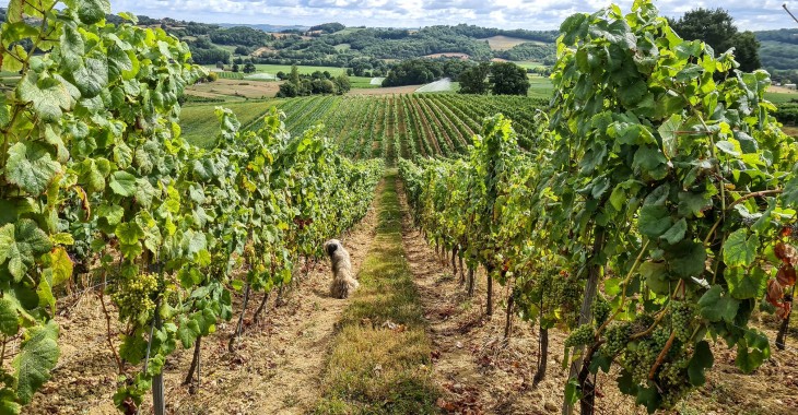 Francuska sielanka - na winnym szlaku Bordeaux i Gaskonii Francuska sielanka - na winnym szlaku Bordeaux i Gaskonii