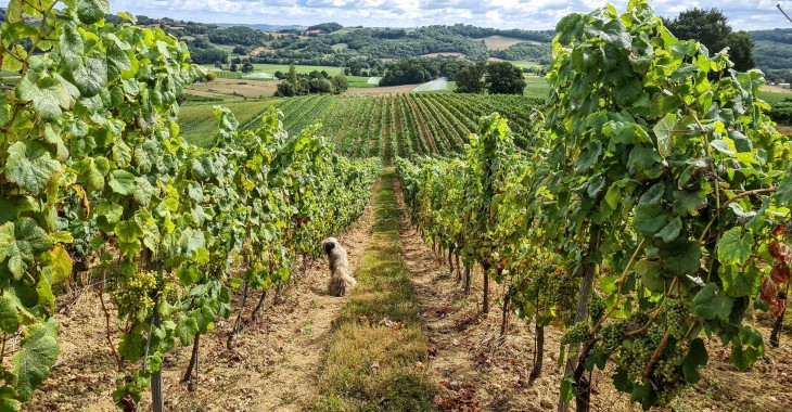 Francuska sielanka - na winnym szlaku Bordeaux i Gaskonii