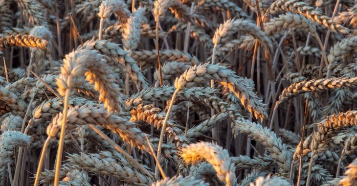 Poza unijne granice wysłano więcej jak 3 mln ton polskich zbóż