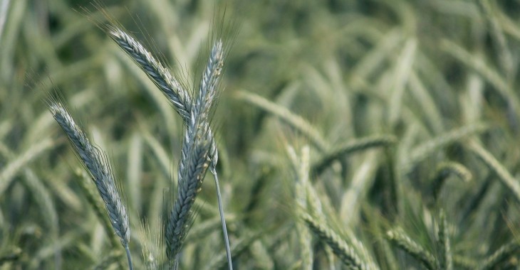 Żyto konsumpcyjne traci na wartości 6,4% Żyto konsumpcyjne traci na wartości 6,4%