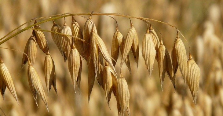 Owies paszowy droższy o 11,5% Owies paszowy droższy o 11,5%