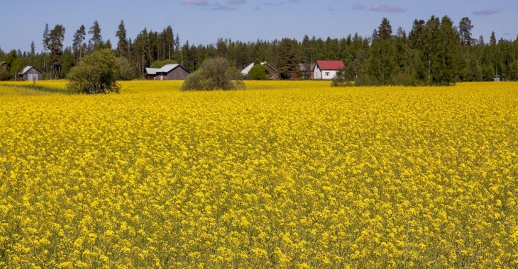 Cena rzepaku większa o 8,4% Cena rzepaku większa o 8,4%