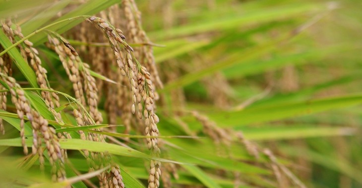 Rekordowe wykorzystanie ryżu