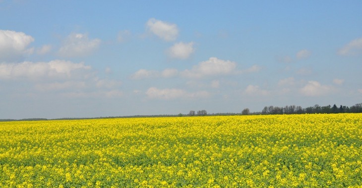 Rzepak zyskuje na wartości 1,7% Rzepak zyskuje na wartości 1,7%