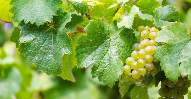 Oczekiwany dobry sezon winogron stołowych w Mołdawii