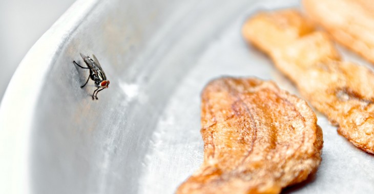 Restauracje mają patent na dokuczliwe owady