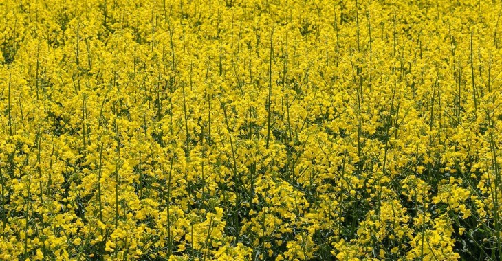 Cena rzepaku większa o 5,3%