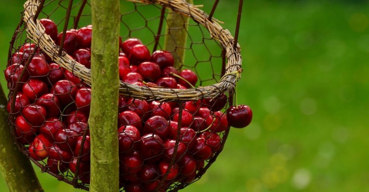 Prognoza produkcji chińskich wiśni, brzoskwiń i nektarynek