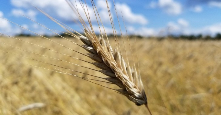 Różnorodne ceny zbóż na giełdzie krajowej Różnorodne ceny zbóż na giełdzie krajowej