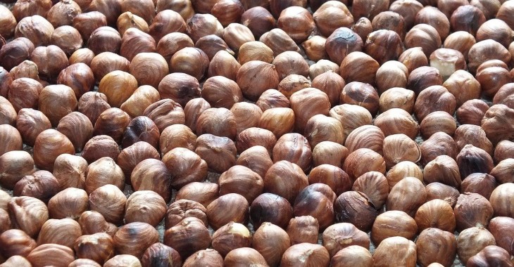 Producenci orzechów laskowych w Gruzji zwiększą swoje zbiory Producenci orzechów laskowych w Gruzji zwiększą swoje zbiory