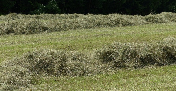 Obniżka zbiorów łąkowego siana o 4% Obniżka zbiorów łąkowego siana o 4%