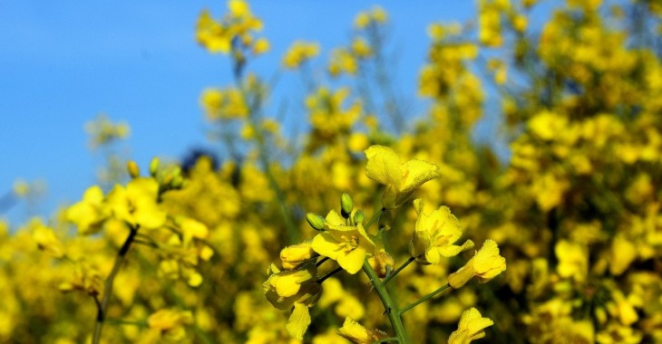 Cena rzepaku zmniejszyła się o 1,4% Cena rzepaku zmniejszyła się o 1,4%
