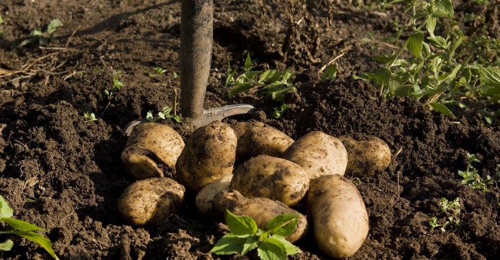 Produkcja ziemniaków w UE kurczy się przy wyższych kosztach produkcji Produkcja ziemniaków w UE kurczy się przy wyższych kosztach produkcji