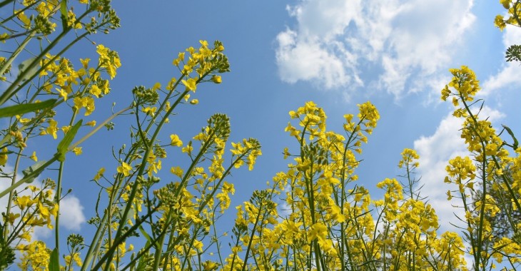 Cena rzepaku zmalała o 3,4% Cena rzepaku zmalała o 3,4%